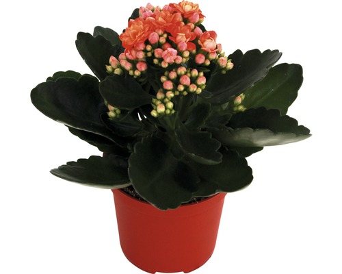 Kolopejka vděčná oranžová, žlutá FloraSelf Kalanchoe 10-15 cm květináč Ø 7 cm 1 ks, různé barvy