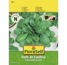 Polníček 'Verte de Cambrai' FloraSelf výsevný pás-thumb-0