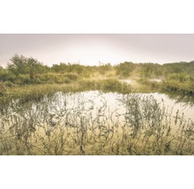 Ranní pohled na rybník s vegetací a mlhou
