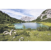 Horské jezero s ovcemi v alpské krajině
