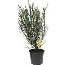 Čilimník, janovec metlatý FloraSelf Cytisus scoparius 'Luna' výška 40-60 cm květináč 2 l žlutý