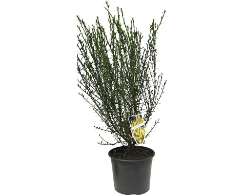 Janovec metlatý žlutý FloraSelf Cytisus scoparius 'Luna' výška 40-60 cm květináč 2 l