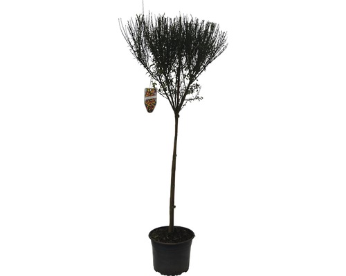Čilimník, janovec metlatý na kmínku 60 cm FloraSelf Cytisus scoparius 'La Coquette' celková výška 80-100 cm květináč 4 l oranžovo-žlutý