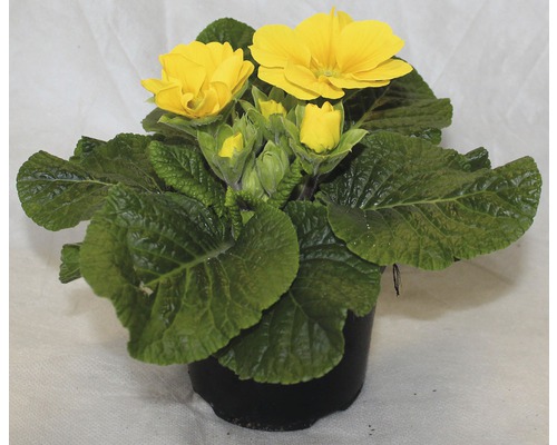 Prvosenka bezlodyžná velkokvětá Primula acaulis květináč Ø 11 cm, různé barvy Žlutá prvosenka v květináči