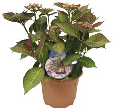Hortenzie velkolistá FloraSelf Hydrangea macrophylla Hovaria 'Love You Kiss' výška 30-40 cm květináč 4,6 l