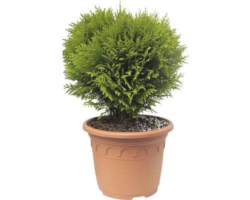 Tůje, zerav západní koule FloraSelf Thuja occidentalis 'Danica' 30-40 cm květináč 8 l