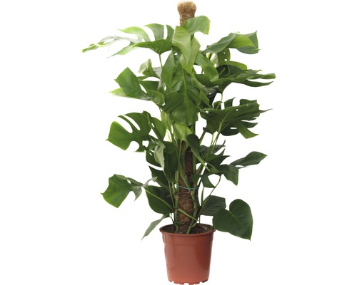 Monstera skvostná FloraSelf Monstera deliciosa výška 110-120 cm květináč Ø 24 cm