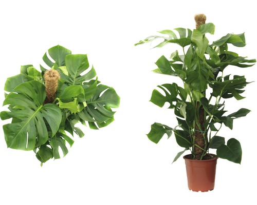 Dva pohledy na pokojovou rostlinu Monstera v květináči s oporou