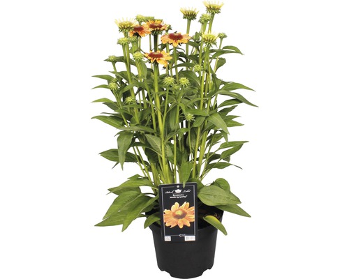 Třapatka Echinacea kultivar 'Mooodz Sympathy' výška 30-40 cm květináč 3 l