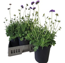 Hlaváč fialový Scabiosa columbaria 'Butterfly Blue' výška 20-35 cm květináč 5 l 1 ks