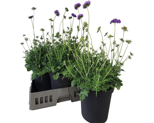 Hlaváč fialový Scabiosa columbaria 'Butterfly Blue' výška 20-35 cm květináč 5 l 1 ks