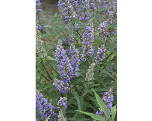 Drmek obecný Vitex agnus castus 'Delta Blues' ® výška 40-50 cm květináč 4,5 l Kvetoucí drmek obecný se zelenými listy