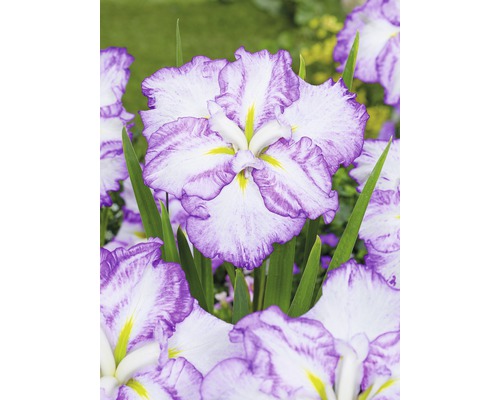 Kosatec Kaempferův Dinner Plate FloraSelf Iris ensata Dinner Plate 'Tiramisu' květináč Ø 11 cm Kosatec Kaempferův Dinner Plate FloraSelf Iris ensata Dinner Plate 'Tiramisu' květináč Ø 11 cm