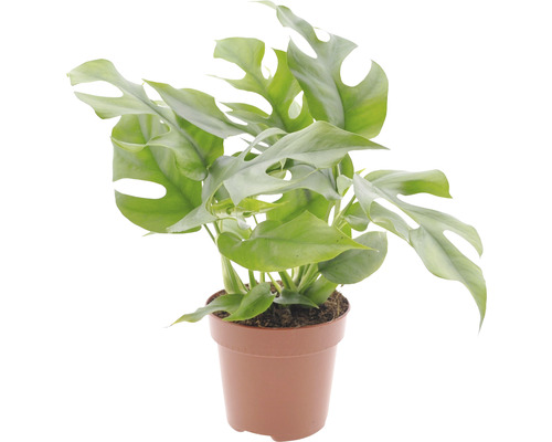 Monstera FloraSelf Monstera minima výška 15-30 cm květináč Ø 12 cm