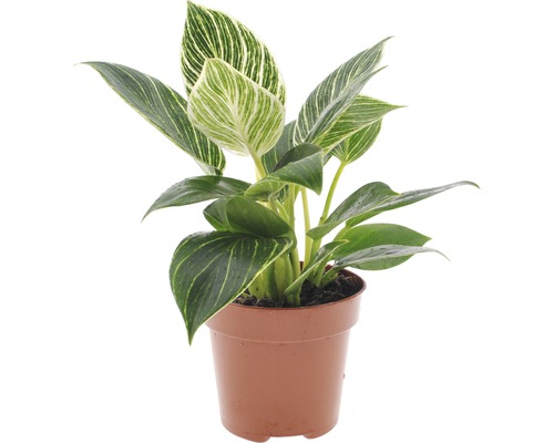 Filodendron FloraSelf Philodendron 'White Wave' výška 30-40 cm květináč Ø 12 cm