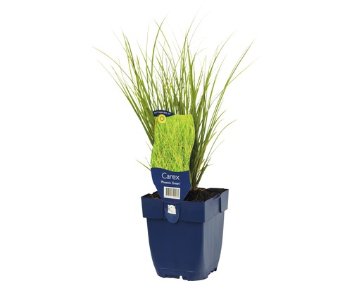 Ostřice Howardova zelená FloraSelf Carex howardii 'Phoenix Green' výška 5-20 cm květináč 0,5 l