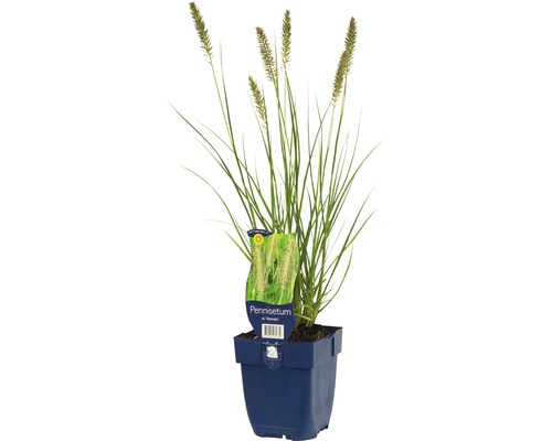 Dochan psárkovitý FloraSelf Pennisetum alopecuroides 'Hameln' 5-60 cm květináč 0,5 l