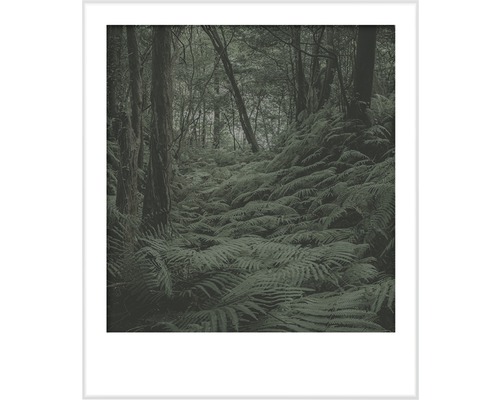 Zarámovaný obraz kapradin v lese