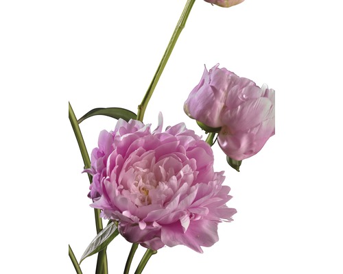 Pivoňka čínská FloraSelf Paeonia lacitfolia květináč 3,5 l světle růžová
