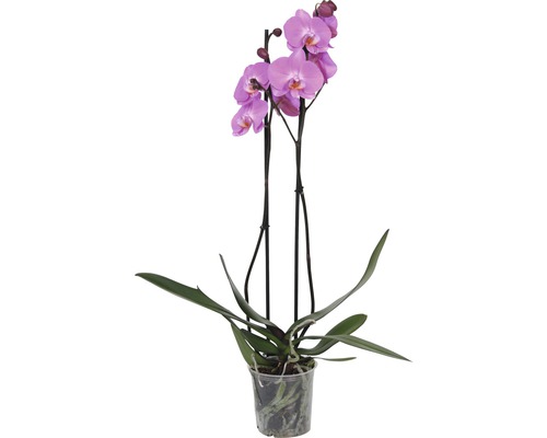 Motýlí orchidej FloraSelf Phalaenopsis multiflora 55-70 cm květináč Ø 12 cm 2 laty 1 ks, různé barvy