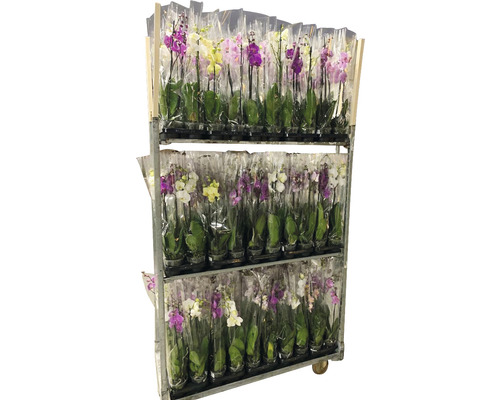 Motýlí orchidej FloraSelf Phalaenopsis multiflora 55-70 cm v květináči Ø 12 cm 2 laty, různé barvy