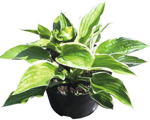 Bohyška bíle panašovaná FloraSelf Hosta kultivar květináč 3 l 1 ks, různé odrůdy Bohyška v květináči pro zahradu