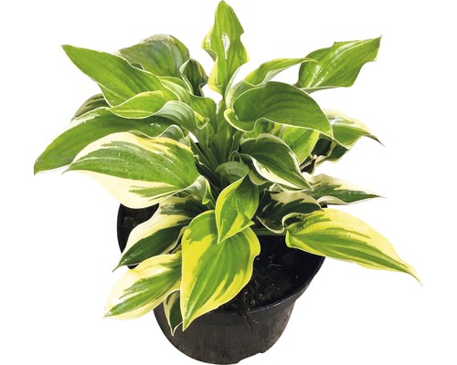 Bohyška žlutě panašovaná FloraSelf Hosta kultivar květináč 3 l 1 ks, různé odrůdy Bohyška v květináči se zelenožlutými listy