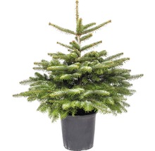 Jedle kavkazská v květináči