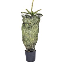 Jedle kavkazská v květináči se sítí