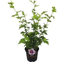 Ibišek syrský Hibiscus syriacus 'Helene' výška 40-60 cm květináč 3 l