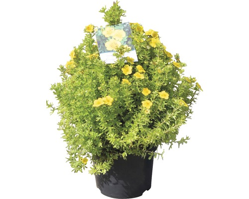 Žlutý mochna keřovitá v květináči