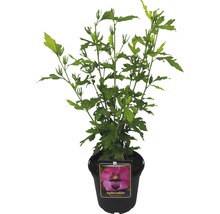 Ibišek syrský Hibiscus syriacus 'Aphrodite' výška 40-60 cm květináč 3 l 