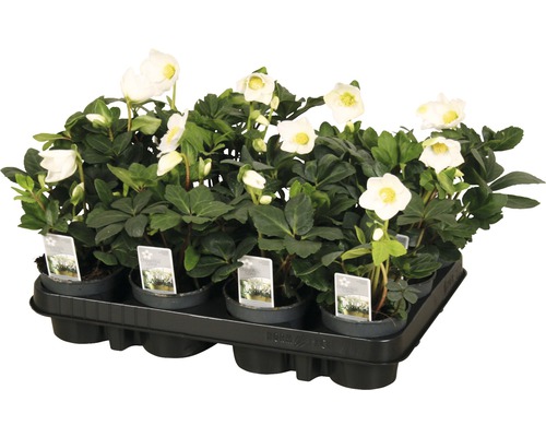 Miska s čemeřicemi s bílými květy a zelenými listy