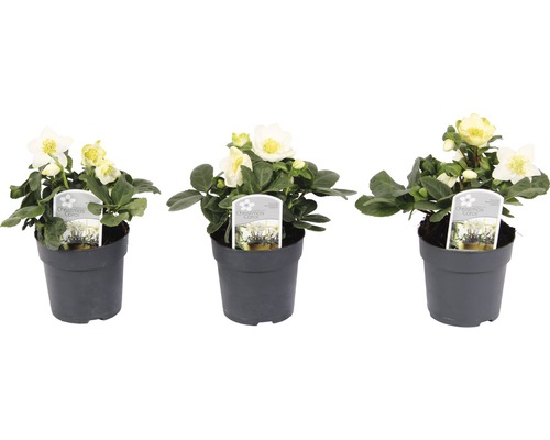 Tři čemeřice v květináčích