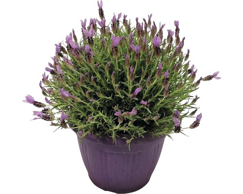 Levandule smilovitá na kmínku FloraSelf Lavandula stoechas výška 25 cm květináč Ø 25 cm