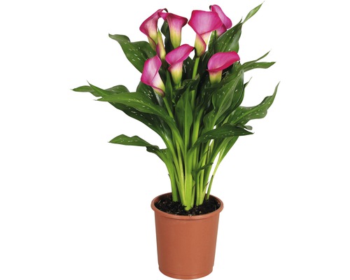 Kala, kornoutice FloraSelf Zantedeschia 'Zazu' 40-45 cm květináč Ø 13 cm růžová Kala pokojová rostlina v květináči