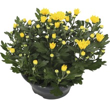 Chryzantéma FloraSelf Chrysanthemum indicum 'Tapas Time' květináč Ø 23 cm žlutá