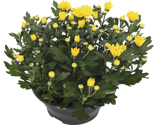 Chryzantéma FloraSelf Chrysanthemum indicum 'Tapas Time' květináč Ø 23 cm žlutá Žlutá chryzantéma v květináči