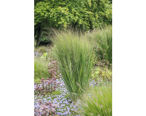 Proso prutnaté FloraSelf Panicum virgatum 'Northwind' 10-40 cm květináč 3 l Zahrada s okrasnými trávami a kvetoucími rostlinami pro přírodní zahradní design.