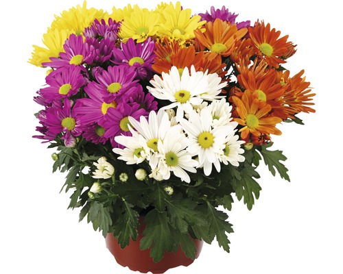 Chryzantéma mix FloraSelf Chrysanthemum indicum květináč Ø 23 cm 1 ks, různé druhy