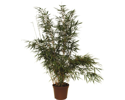 Bambus, fargesie FloraSelf Fargesia robusta 'Campbell' výška 80-100 cm květináč 7,5 l