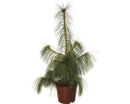 Borovice Schwerinova FloraSelf Pinus schwerinii výška 60-80 cm květináč 7,5 l Mladá borovice vejmutovka v květináči