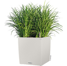 Vysoká tráva v hranatém květináči