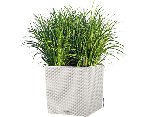 Vysoká tráva v hranatém květináči