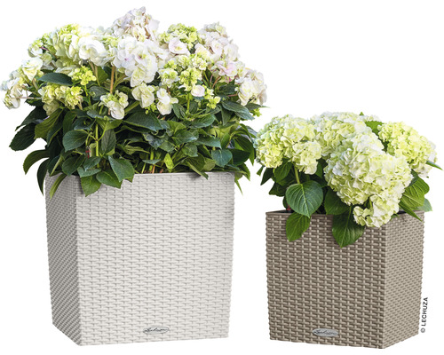 Dva čtvercové květináče s pleteným vzorem a osázené hortenziemi