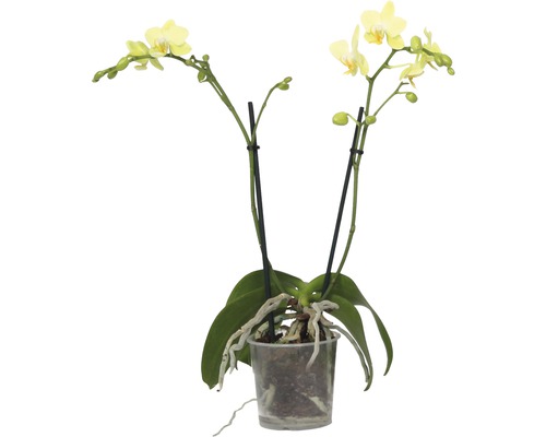 Motýlí orchidej FloraSelf Phalaenopsis multiflora výška 35-45 cm v květináči Ø 9 cm 2 laty 1 ks, různé barvy