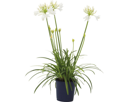 Kalokvět africký bílý FloraSelf Agapanthus africanus 'Amourette' výška cca 40-50 cm květináč Ø 17 cm