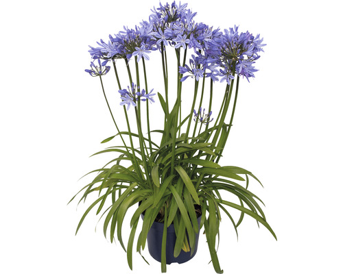 Kalokvět africký modrý FloraSelf Agapanthus africanus 'Amourette Superb' celková výška cca 40-50 cm květináč Ø 17 cm