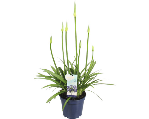 Africká okrasná lilie v květináči s květem