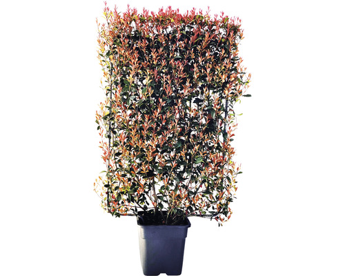 Photinia v květináči s mřížkou